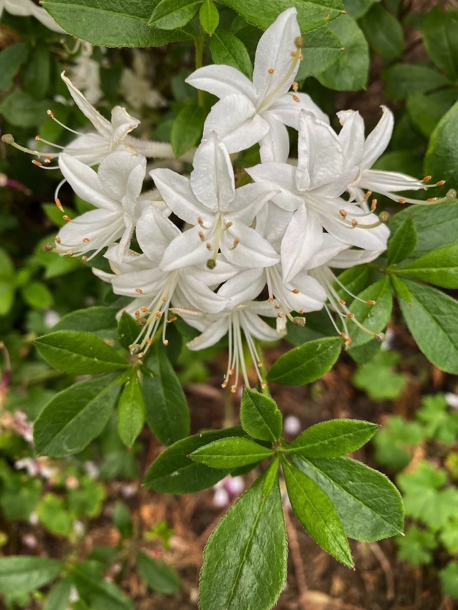 Unknown hybrid